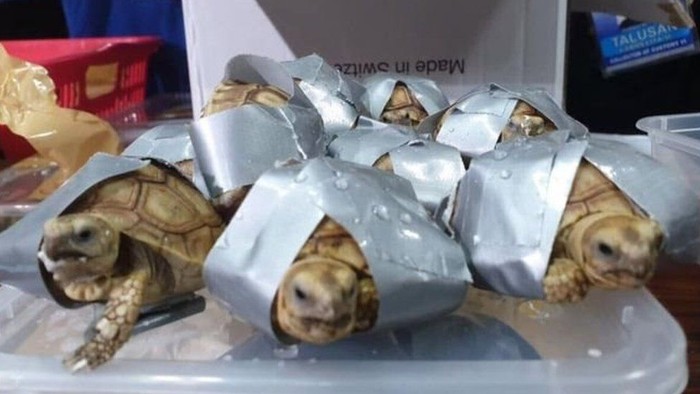 Polisi Filipina Sita 1 500 Kura Kura Dan Penyu Yang Dilakban Polisi Filipina Sita 1 500 Kura Kura Dan Penyu Yang Dilakban