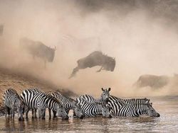 Jepretan Memukau Pemenang Kontes NatGeo di Instagram