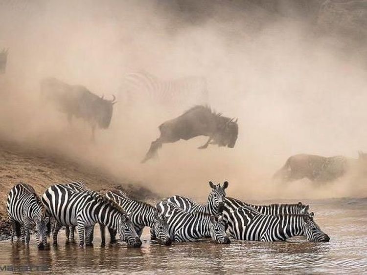 Jepretan Memukau Pemenang Kontes NatGeo di Instagram