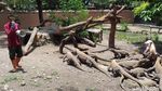 Kebun Binatang Surabaya Tambah Koleksi 74 Ekor Anak Komodo