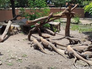 Kisah 13 Anak Komodo, Belajar Memanjat untuk Survival di Awal Kehidupan