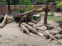 Kisah 13 Anak Komodo, Belajar Memanjat untuk Survival di Awal Kehidupan