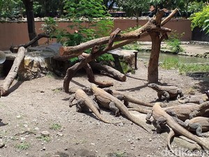 Kisah 13 Anak Komodo, Belajar Memanjat untuk Survival di Awal Kehidupan