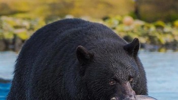 Perburuan beruang hitam mendapatkan ikan adalah foto karya fotografer Yuri Choufour. (Foto: National Geographic)