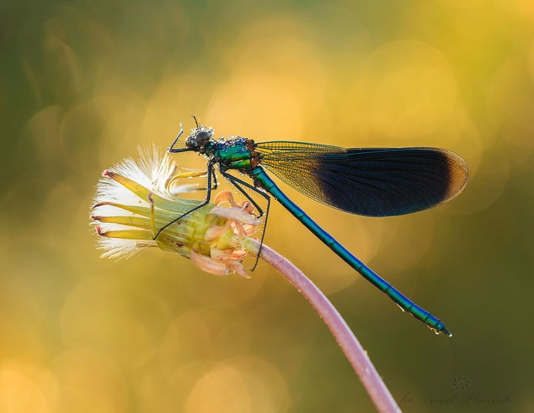 Kumpulan Foto Serangga Dan Hewan Dari Jarak Dekat