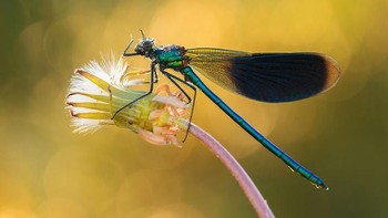 Seorang pria asal Polandia memiliki minat tinggi dalam bidang fotografi. Istimewa/Dok. Boredpanda.