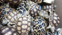 Ribuan reptil itu, diyakini pihak berwenang mungkin akan dijual sebagai hewan peliharaan yang eksotis. BUREAU OF CUSTOMS, PHILIPPINES via REUTERS.