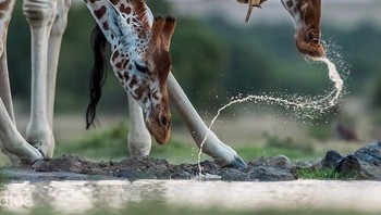 Potret dua jerapah tengah asyik minum di pinggi sungai adalah karya fotografer Majed Sultan Alzaabi. (Foto: National Geographic)
