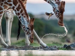 Jepretan Memukau Pemenang Kontes NatGeo di Instagram