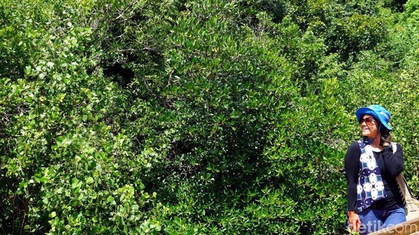 Kalian juga bisa berfoto-foto narsis dengan latar belakang hutan mangrove nan hijau ini. Lumayan untuk menghiasi feed Instagram kamu (Wahyu/detikTravel) Kalian juga bisa berfoto-foto narsis dengan latar belakang hutan mangrove nan hijau ini. Lumayan untuk menghiasi feed Instagram kamu (Wahyu/detikTravel)