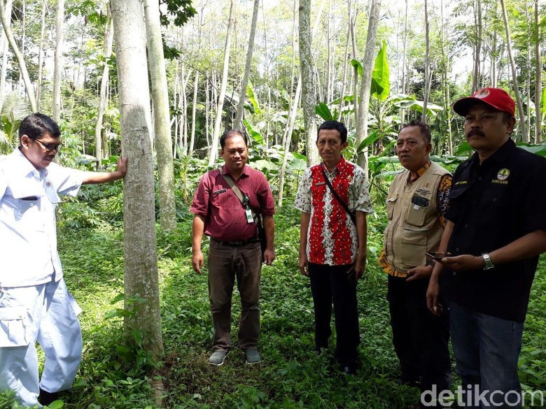 Ulat Ice Cream Bisa Dibasmi, Petani Sengon Tak Perlu Khawatir Ulat Ice Cream Bisa Dibasmi, Petani Sengon Tak Perlu Khawatir