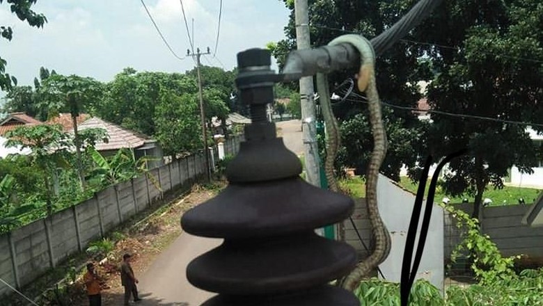 Ada-ada Saja! Gara-gara Ular, Listrik di Depok Sempat Padam Ada-ada Saja! Gara-gara Ular, Listrik di Depok Sempat Padam