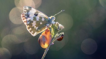 Objek fotonya seringkali ia temui di lingkungan sekitarnya di daerah Borki, Polandia. Istimewa/Dok. Boredpanda.