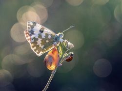 Kumpulan Foto Serangga dan Hewan dari Jarak Dekat