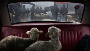 Foto pilihan ketiga NatGeo adalah karya fotografer Khatia Nibadze yang mengabadikan dua pasang anak domba kala memandang ke luar jendela mobil di pasar ternak domba di Marneuli, Georgia. (Foto: National Geographic)