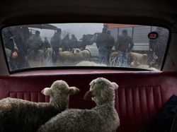 Jepretan Memukau Pemenang Kontes NatGeo di Instagram