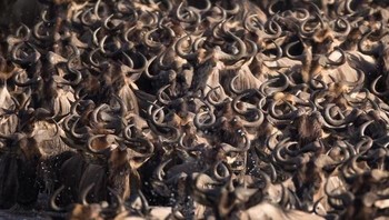 Foto pilihan kesepuluh NatgGeo adalah karya fotografer Sara Stein foto ini adalah kumpulan puluhan rusa kutub yang panik ketika akan menyeberangi sungai mara di Tanzania. (Foto: National Geographic)