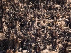 Jepretan Memukau Pemenang Kontes NatGeo di Instagram