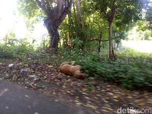 Warga Dompu NTB Keluhkan Bangkai Anjing Rabies di Jalanan