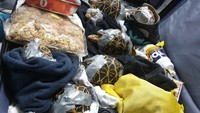 Sebanyak 1.529 kura-kura disita, termasuk kura-kura bintang asal India yang terancam punah, kura-kura kaki merah, kura-kura sulcata, dan kura-kura slider bertelinga merah. BUREAU OF CUSTOMS, PHILIPPINES via REUTERS.