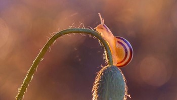 Salah satu hasil foto Pluncinski. Istimewa/Dok. Boredpanda.