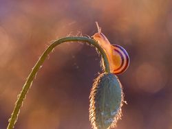 Kumpulan Foto Serangga dan Hewan dari Jarak Dekat