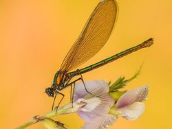 Kumpulan Foto Serangga dan Hewan dari Jarak Dekat