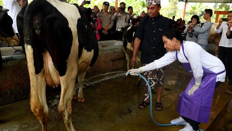 Perdagangan Bebas Indonesia-Australia Akan Mengancam Peternakan Lokal? Perdagangan Bebas Indonesia-Australia Akan Mengancam Peternakan Lokal?