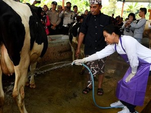 Perdagangan Bebas Indonesia-Australia Akan Mengancam Peternakan Lokal?