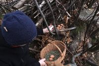 Keren! Peternak Ini Pilih Pelihara Ribuan Ayam di Hutan