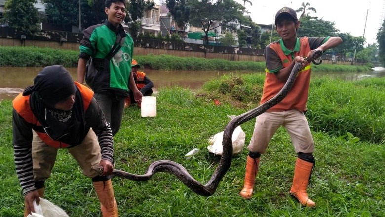 14 Ular Sanca Lepas di Gunung Putri Bogor, 8 Masih Dicari