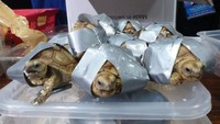 Reptil tersebut terlihat terbungkus perekat atau disembunyikan di dalam wadah plastik yang terkubur di antara pakaian di dalam koper. BUREAU OF CUSTOMS, PHILIPPINES via REUTERS.