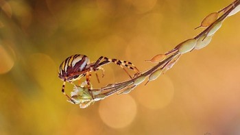 Pluncinski kerapkali mengambil foto serangga ataupun hewan dari jarak dekat membuat detail dan pola di tubuh serangga yang kecil itu nampak terlihat jelas. Istimewa/Dok. Boredpanda.