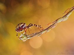 Kumpulan Foto Serangga dan Hewan dari Jarak Dekat