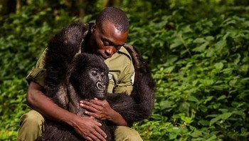 Foto pilihan kedua NatGeo adalah karya fotografer yang memberikan foto humanis antara manusia dan gorilla. Gorila ini sudah tak memiliki orangtua, ia pun dirawat di Taman Nasional Ranger Matthieu Shamavu di Kongo. (Foto: National Geographic)