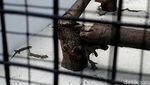 Kebun Binatang Surabaya Tambah Koleksi 74 Ekor Anak Komodo