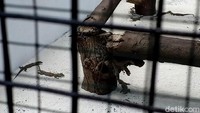 Direktur Utama Perusahaan Daerah Taman Satwa Kebun Binatang Surabaya (PDTS KBS) Choirul Anwar mengatakan, 74 anak komodo menetas dari total 114 telur yang ada. 