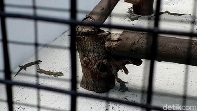 Kebun Binatang Surabaya Tambah Koleksi 74 Ekor Anak Komodo