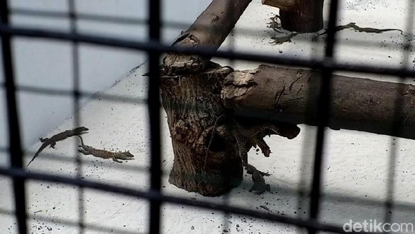 Kebun Binatang Surabaya Tambah Koleksi 74 Ekor Anak Komodo