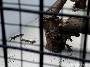 Kebun Binatang Surabaya Tambah Koleksi 74 Ekor Anak Komodo