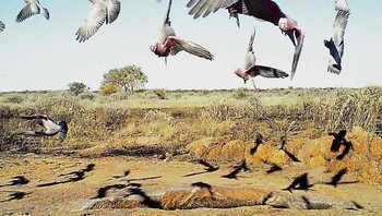 Foto pilihan keempat NatGeo adalah karya fotografer Chris OBryan yang menampilkan puluhan burung Galah. (Foto: National Geographic)