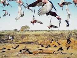 Jepretan Memukau Pemenang Kontes NatGeo di Instagram