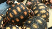 Kura-kura itu telah diserahkan ke otoritas pemantau lalu lintas Satwa. Ini bukan pertama kalinya staf di bandara menemukan penumpang dari jenis reptil. BUREAU OF CUSTOMS, PHILIPPINES via REUTERS.