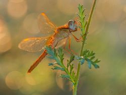 Kumpulan Foto Serangga dan Hewan dari Jarak Dekat