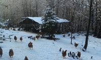 Keren! Peternak Ini Pilih Pelihara Ribuan Ayam di Hutan