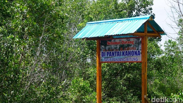 Akhirnya kawasan ini pun dipenuhi tanaman mangrove. Mangrove ditanam berdampingan dengan kelapa untuk industri kopra (Wahyu/detikTravel)  