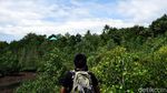 Foto: Indonesia Punya Surga di Pulau Lembeh