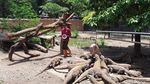 Kebun Binatang Surabaya Tambah Koleksi 74 Ekor Anak Komodo