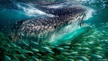 Foto pilihan ketujuh NatgGeo adalah karya fotografer Matt Potenski memotret hius paus dengan ukuran raksasa yang mendekati kapal yang menyerupai karang hidup. (Foto: National Geographic)