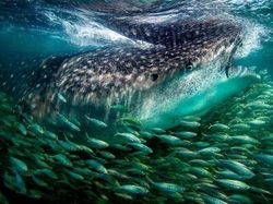 Jepretan Memukau Pemenang Kontes NatGeo di Instagram